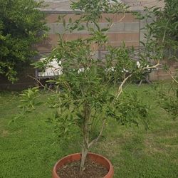 Chili Tree