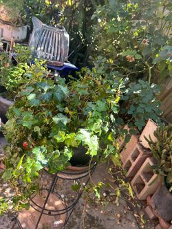 Potted Ivy Plant in Terra Cotta Pot