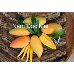 Nam Doc Mai Mango Grafted  Dwarf Trees 3gal