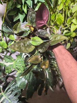 Syngonium