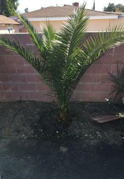 Palm tree