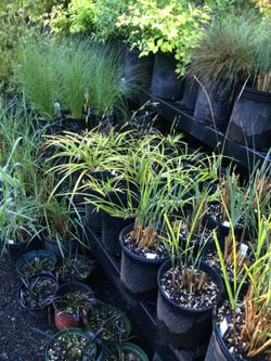 Ornamental grasses