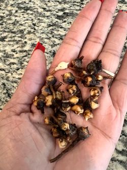 Alocasia Polly Corms for $5 each or 3 for $10