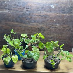 Golden Pothos Plants – 7 Availableu – Healthy & Potted in Assorted Containers