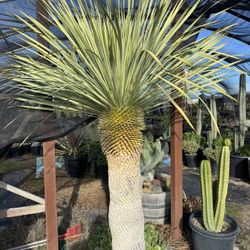 Succulents & Cactus (Read Description)