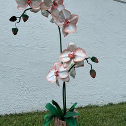 Giant Orchid - Great Gift For Mother's Day 