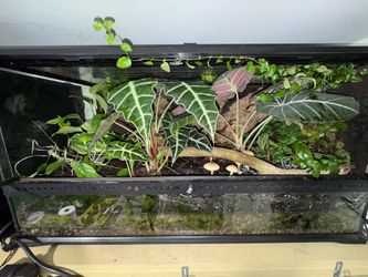 Bio-active Reptile/Amphibian Tank 