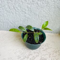 Pagoda  Lipstick  Plant 