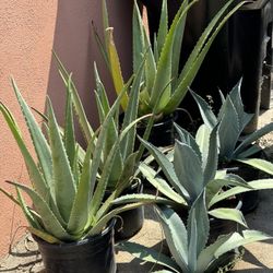 Magueyes,Sábila, Y Jade(planta Del Dinero.