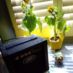 Peavey Speaker for Guitars 