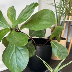 $20 Three Plants Real Fiddle Lead Fig Plant And Small Alovera Plant