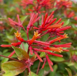 Firebush
