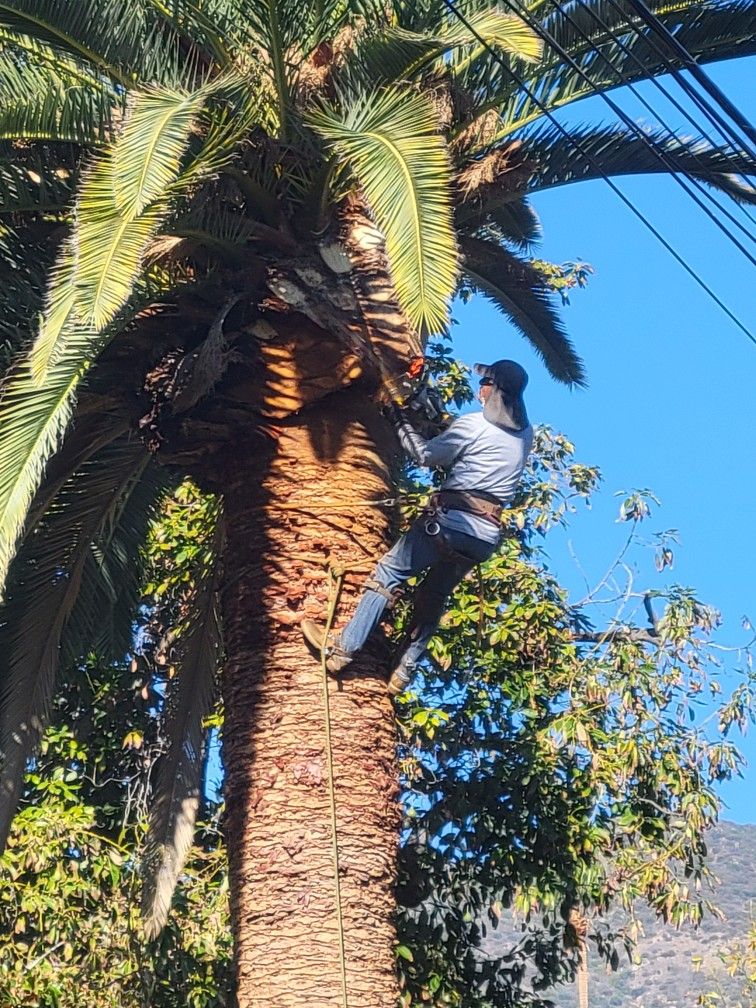 Palmas Y Arboles Podados