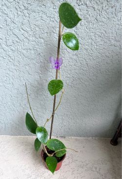 Hoya  verticillata   Splash  plant
