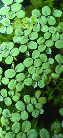 Aquarium - Salvina minima floating plants