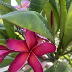 Plumeria Cuttings Cortes De Plumerias