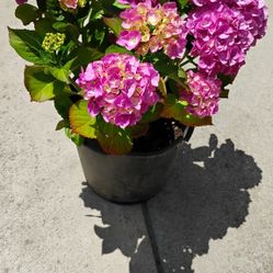 3-5 Gallon Hydrangea.       Hortencia 