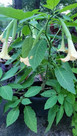 Angel's trumpet 3 and 1/2 feet tall