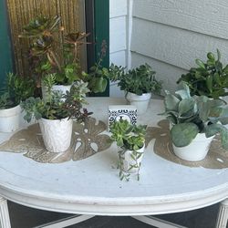 Succulent Arrangement All For 30