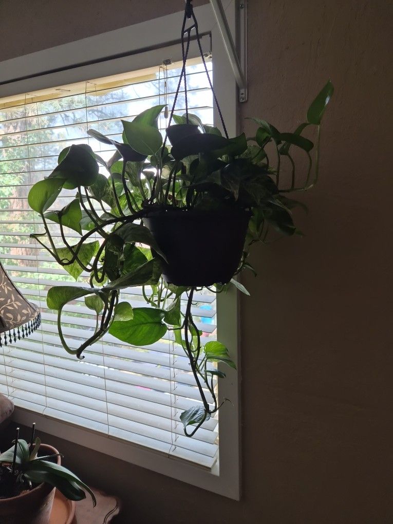 Plants