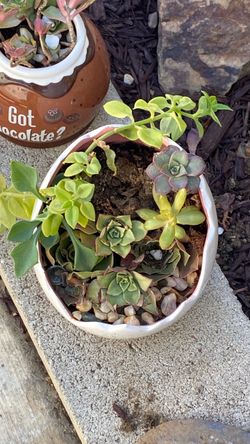 Planta natural
