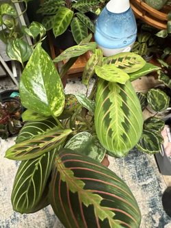 Multiple Plant Cuttings