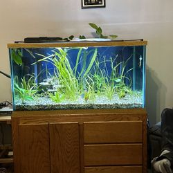 120 Gallon Fish Tank With Custom Base