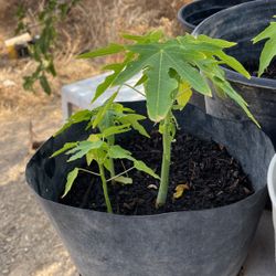 Paya Plants And Cactus 