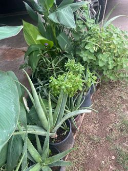 Updated Mixed Plants Collection
