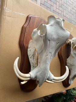 Warthog Skull Taxidermy On Wooden Shield