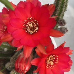 Red peanut cactus succulent rojo cacahuate
