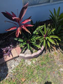 Free Oyster Plants
