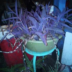 Purple Heart Plant 