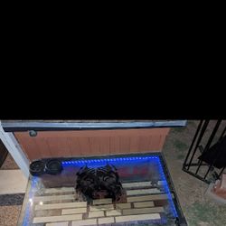 Custom 3 door Dog House 