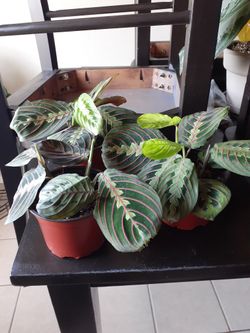 House Plants