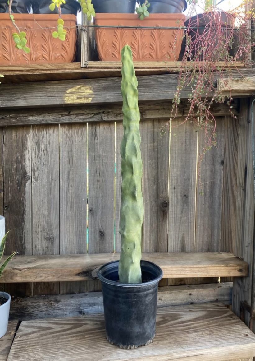 Skinny Totem Pole Cactus Plant