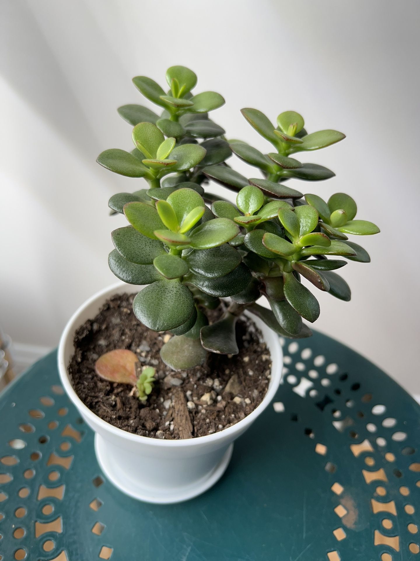 Jade Plant