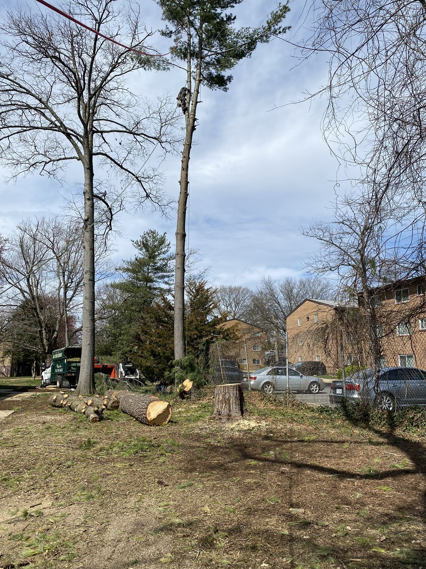 Tree Service