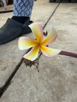 Cutting plumeria