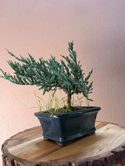 Bonsai