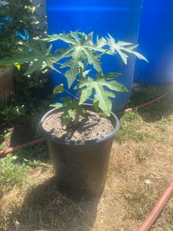 Papaya plant/sugar cane plant/cana