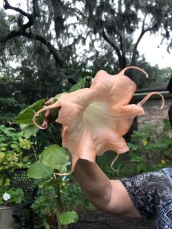 Angel trumpet "sun explosion) rare