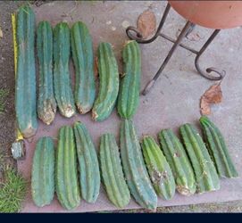 Cactus Organo Cuttings 6" to 20" (San Pedro)