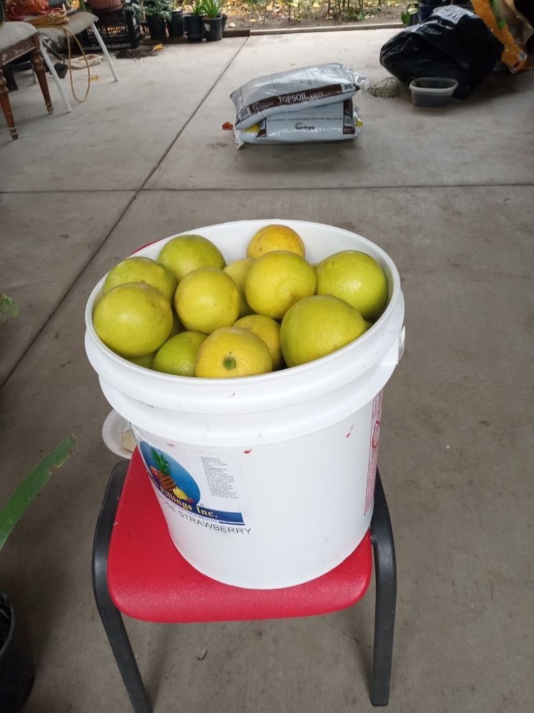 botes grande de limas dulces 