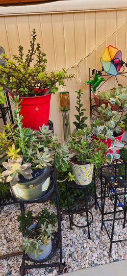 Beautiful Potted Succulents & Cacti – Many Varieties Available!