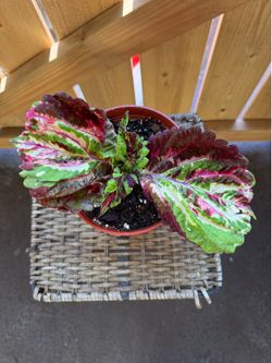 Kong mosaic coleus plant (#1)