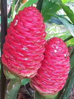 Shampoo Ginger Plants For Sale, Tropical Flowers, Make Your Own Shampoo