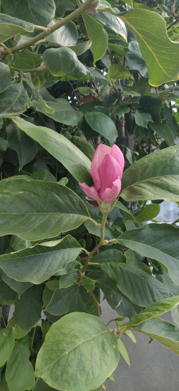Magnolia trees for sale 20. Each for Sale in Los Angeles, CA OfferUp