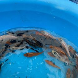 Koi Fish
