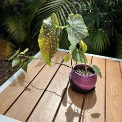 Polka Dot Begonia (Begonia Maculata) in Custom 3D Printed Pot